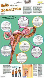 Das Bild zeigt eine Vorschau des Mediums "Plakat Wenn Eizelle und Samenzelle sich treffen"