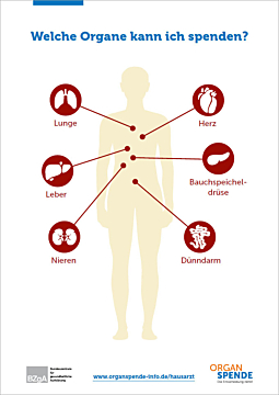 Übersicht Organe/Gewebe